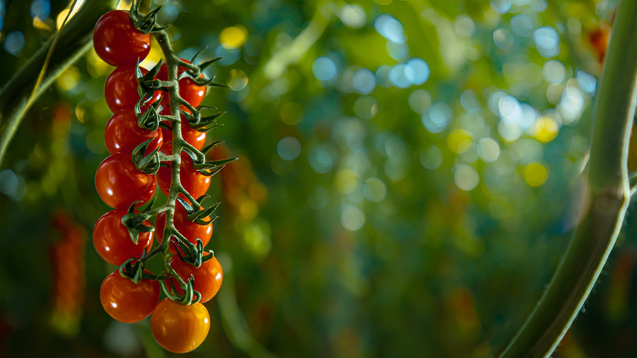 Header background image