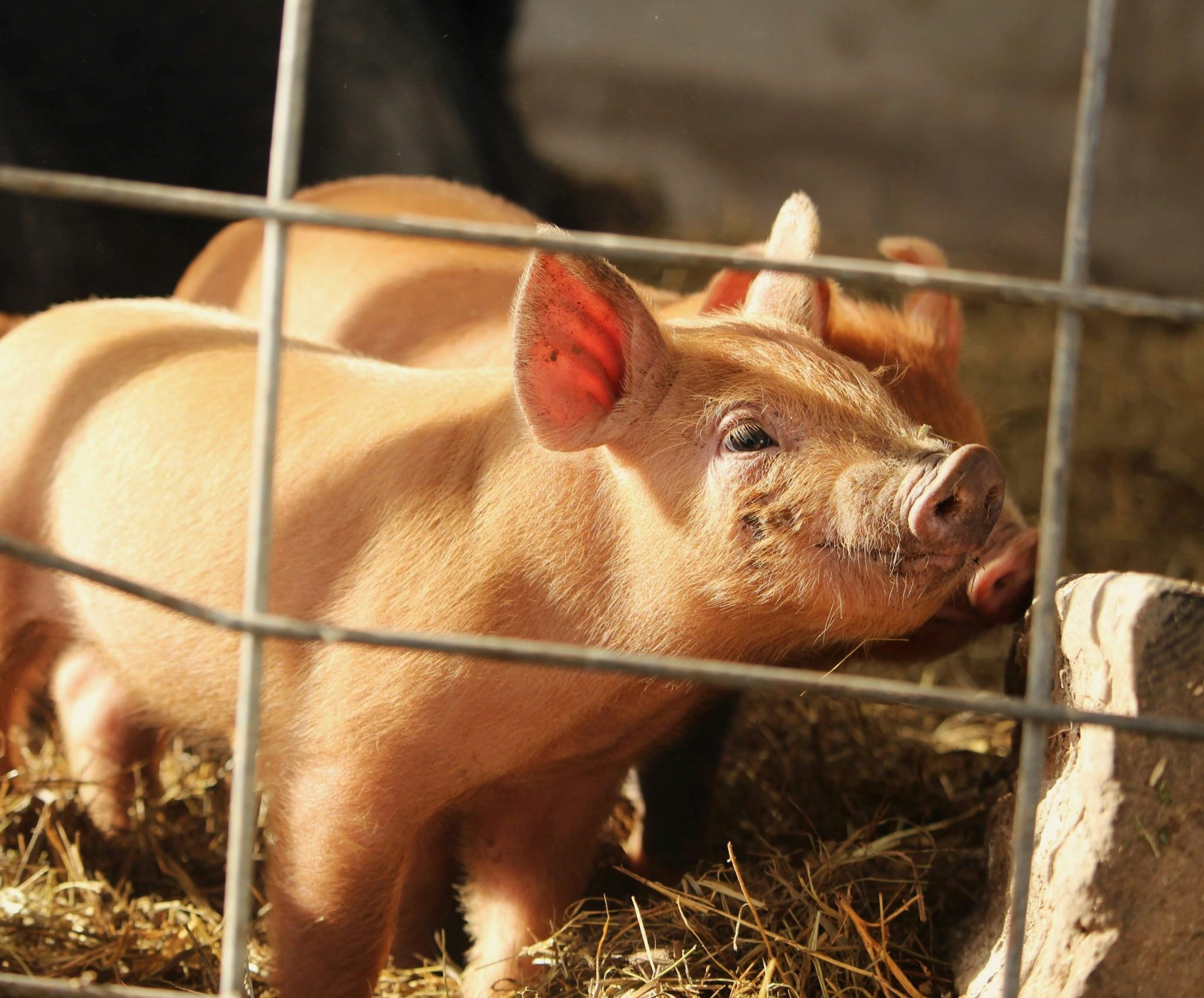 Header background image